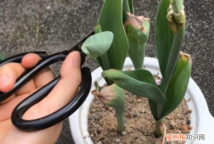郁金香开花后怎么处理，郁金香开过花后如何处理视频教程