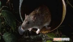 下水道里灌什么能杀死老鼠，怎么驱赶下水道里面的老鼠