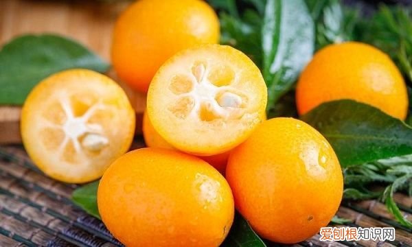 金桔修剪图解视频，金桔树春季怎么修剪