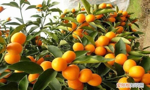 金桔修剪图解视频，金桔树春季怎么修剪