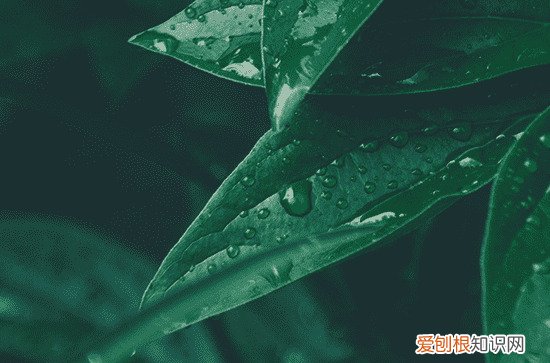 2023谷雨可以去寺庙吗 2023谷雨是不是祈福好日子吗