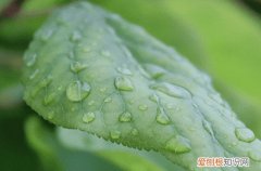 谷雨后一天下雨有什么说法