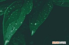 2023年谷雨后一天可以扫墓吗 谷雨前后可以上坟烧纸吗