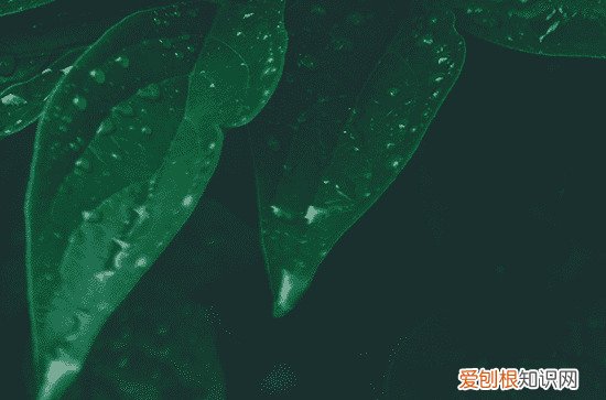 2023年谷雨后一天可以扫墓吗 谷雨前后可以上坟烧纸吗