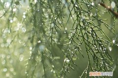 谷雨祭祀仓颉的由来 谷雨象征什么