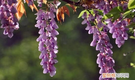 紫藤为啥不开花的原因，紫藤不开花的原因是什么