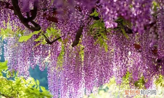 紫藤为啥不开花的原因，紫藤不开花的原因是什么