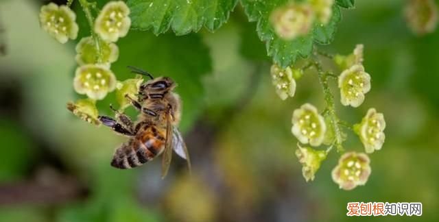 盘点对人类有益的10种昆虫有哪些