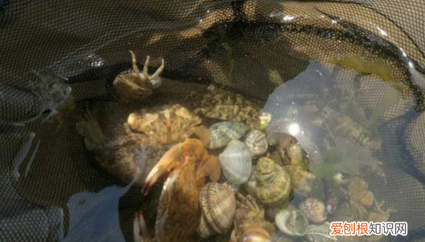 海里螃蟹用什么抓，退潮的时候怎么捉沙滩里面的小螃蟹呢