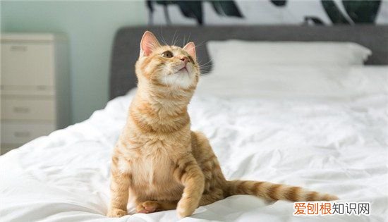 猫吃米饭会有什么影响，宠物猫能吃米饭炒菜嘛