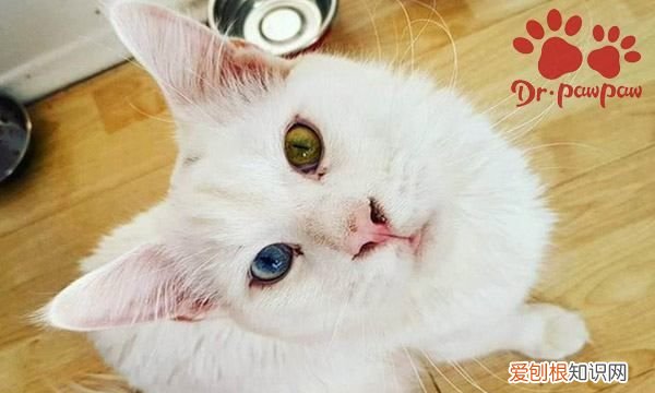 猫咪毛球症多久会死，猫咪毛球症有什么症状