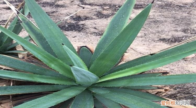 龙舌兰有什么功效，龙舌兰的功效与作用