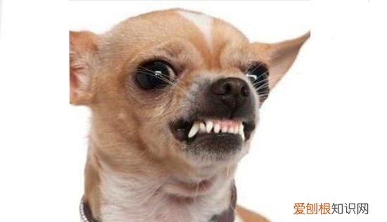 为什么不要和狗对视,为什么不能跟狮子对视