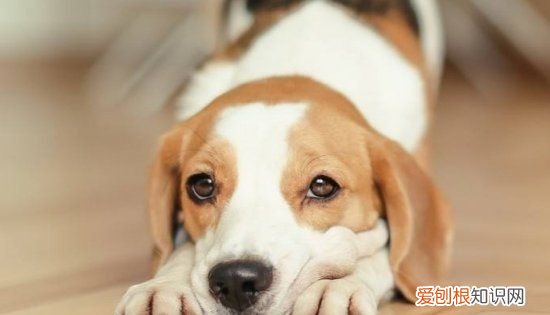 为什么不要和狗对视,为什么不能跟狮子对视