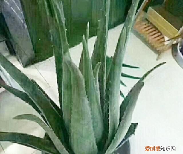 芦荟怎么养才会胶更多