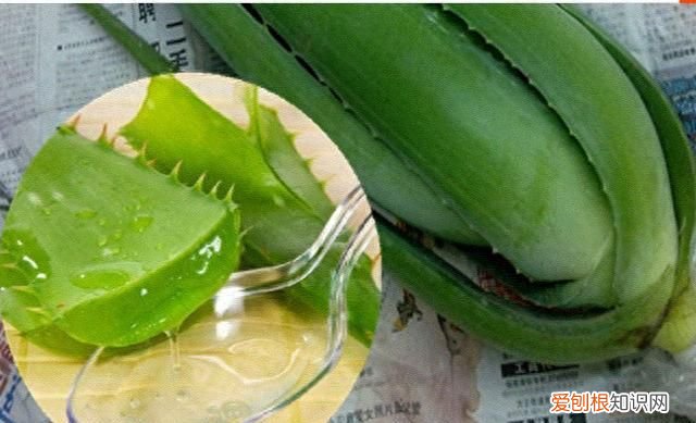 芦荟怎么养才会胶更多