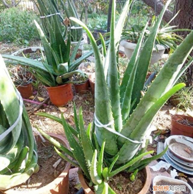 芦荟怎么养才会胶更多