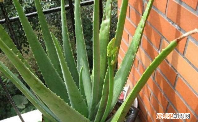 芦荟怎么养才会胶更多
