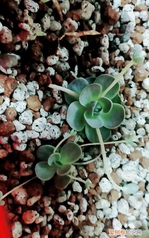 子持年华开花了怎么办,子持莲华开花后会死吗