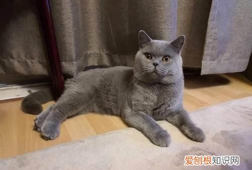 蓝猫母猫发腮，英短蓝猫几个月的时候可以喂什么能发腮