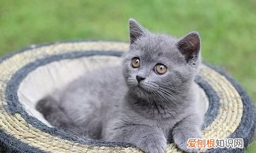 蓝猫母猫发腮，英短蓝猫几个月的时候可以喂什么能发腮