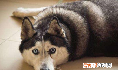 二哈和阿拉斯加的区别