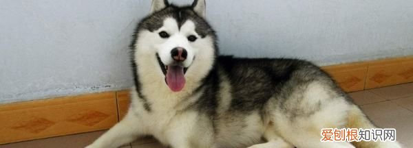 二哈和阿拉斯加的区别