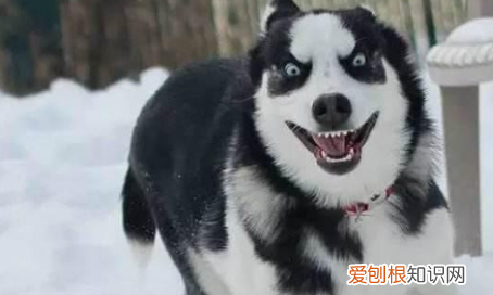 二哈和阿拉斯加的区别