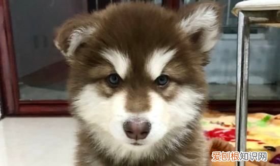 二哈和阿拉斯加的区别