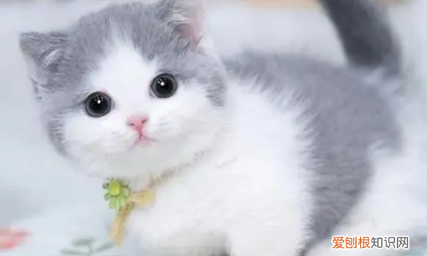 为什么不养短脚猫，矮脚猫寿命一般多少年