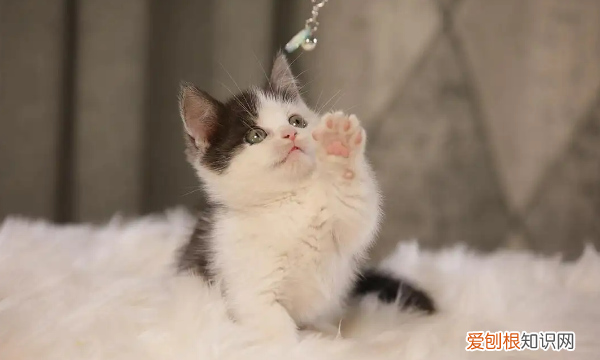 为什么不养短脚猫，矮脚猫寿命一般多少年