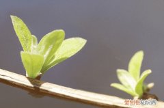 谷雨问候祝福语文案 谷雨问候祝福语句子