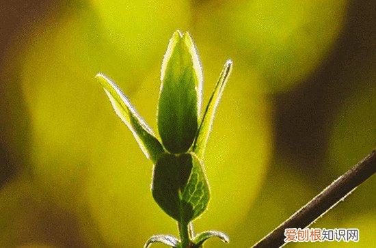 关于谷雨的习俗 谷雨节气的习俗盘点