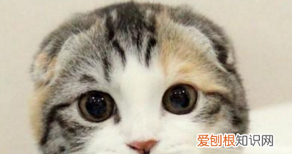 为何养猫男多是单身，相亲时发现大部分单身男都在养猫怎么办