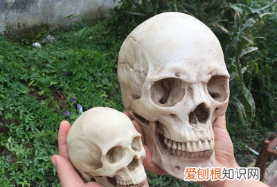 正常成年人头围多大,女生标准头围身高对照表