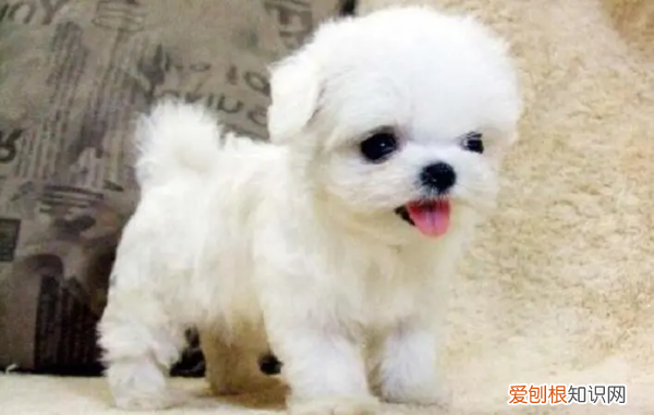 为什么国内马尔济斯少，马尔济斯是不是养不好就会变丑