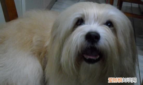 为什么国内马尔济斯少，马尔济斯是不是养不好就会变丑