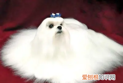 为什么国内马尔济斯少，马尔济斯是不是养不好就会变丑