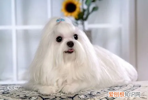 为什么国内马尔济斯少，马尔济斯是不是养不好就会变丑