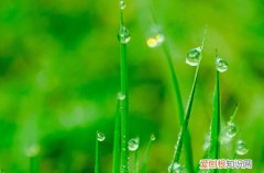 2023年谷雨可以扫墓吗 2023年谷雨过后还可以扫墓吗