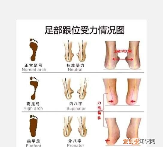 足弓疼是哪个位置，什么是足弓足弓的作用
