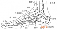 足弓疼是哪个位置，什么是足弓足弓的作用