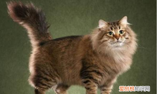 爪哇猫掉毛，十大适合家养的不掉毛猫图片