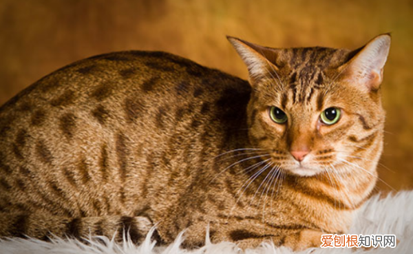 爪哇猫掉毛，十大适合家养的不掉毛猫图片
