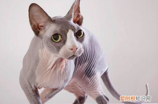 爪哇猫掉毛，十大适合家养的不掉毛猫图片