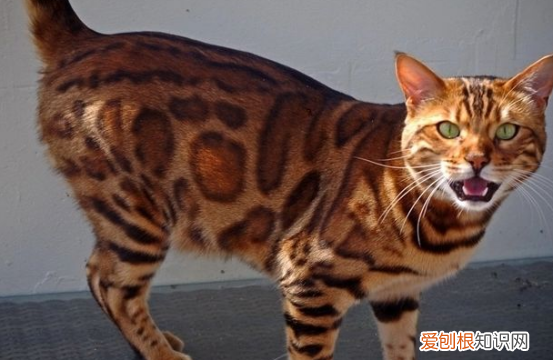 爪哇猫掉毛，十大适合家养的不掉毛猫图片