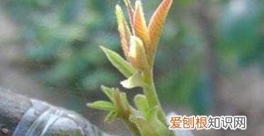 核桃什么时候嫁接，核桃嫁接技术和时间视频