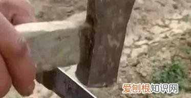 核桃什么时候嫁接，核桃嫁接技术和时间视频