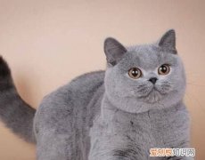 根折猫和半折猫的区别，英短蓝猫和折耳立蓝怎么区分