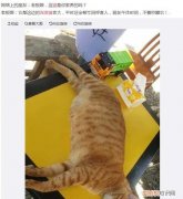 猫跟着你走是什么意思，猫为什么跟着人走还叫